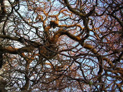 Curly willow, Salix matsudana tortuosa.